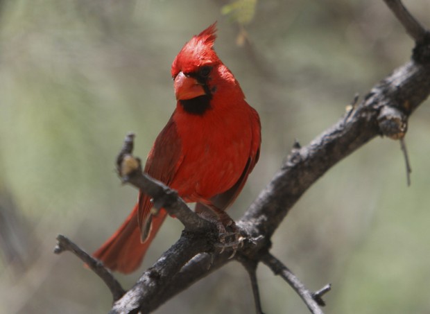 Bird festival draws participants from 20 states for August event